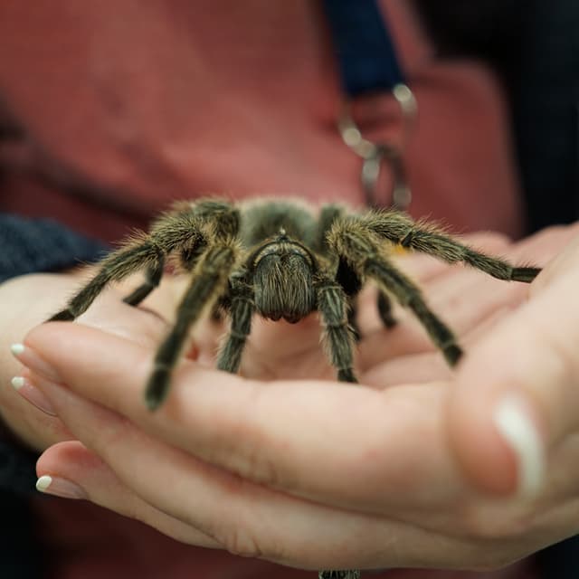 Tarantula in hands